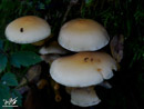 Mushrooms on the Branches - Grzyby na Konarach